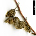 SpeciesSub: subsp. grandiflorum